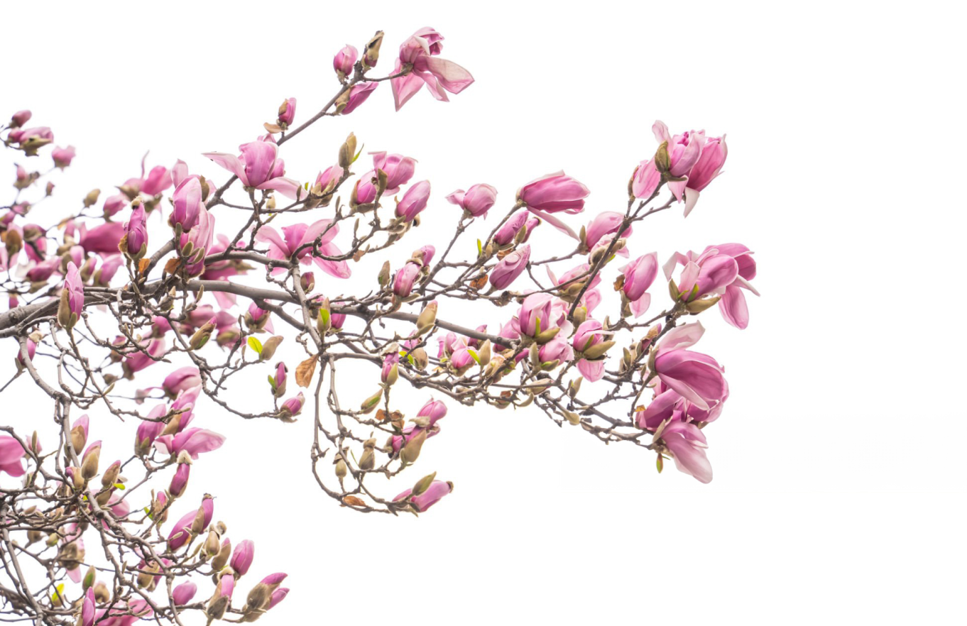 Magnolia tree